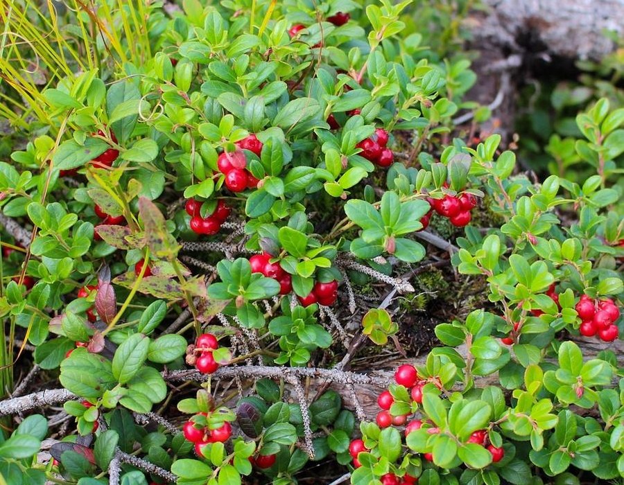 Preiselbeeren an einer Pflanze als herbstliche Beilage zu Gänsegerichten