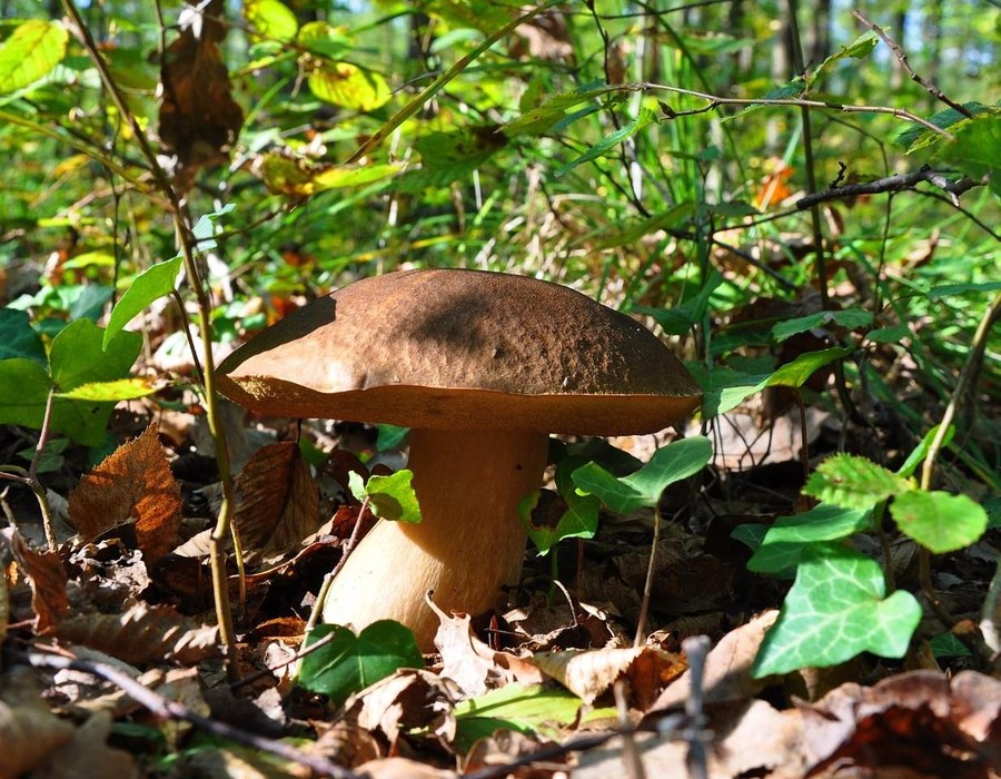 Steinpilze Sauerland saisonale Küche Brauner Pilz wächst zwischen Laub und Pflanzen im Wald