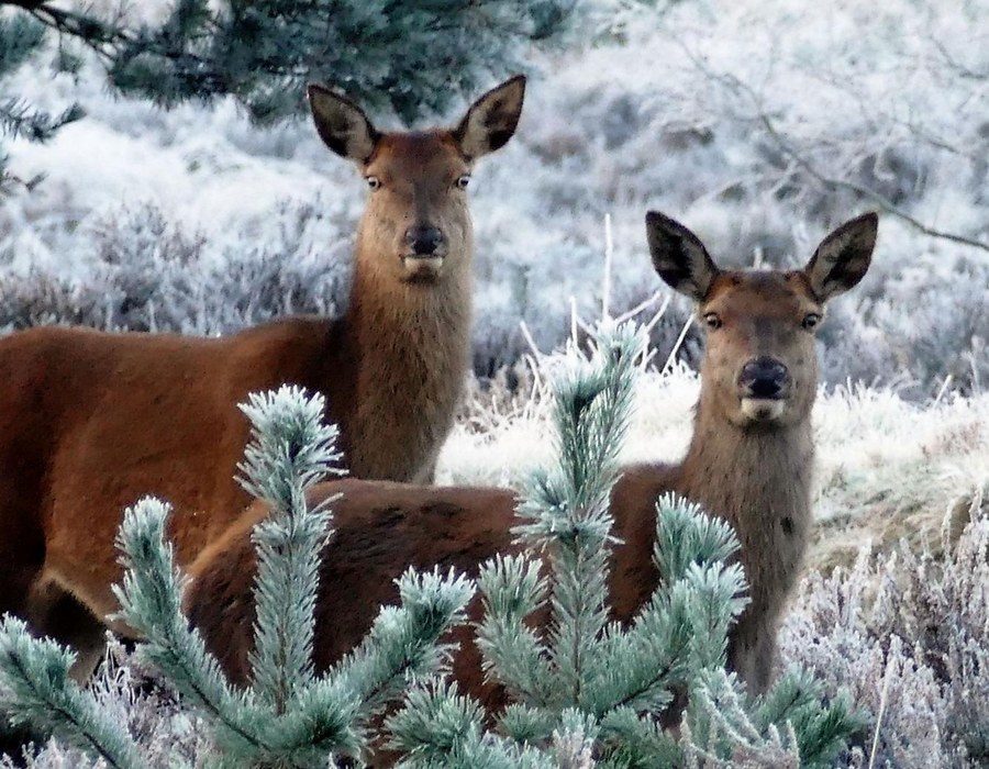 Zwei Rehe in einer verschneiten Landschaft zwischen frostigen Pflanzen