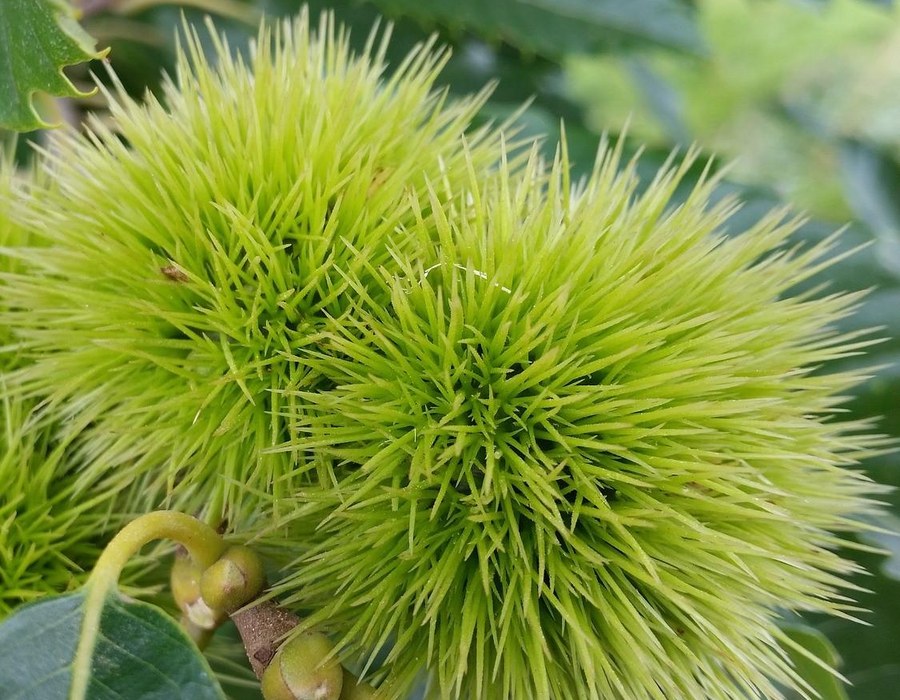 Grüne stachelige Kastanien an einem Baum als herbstliches Naturmotiv