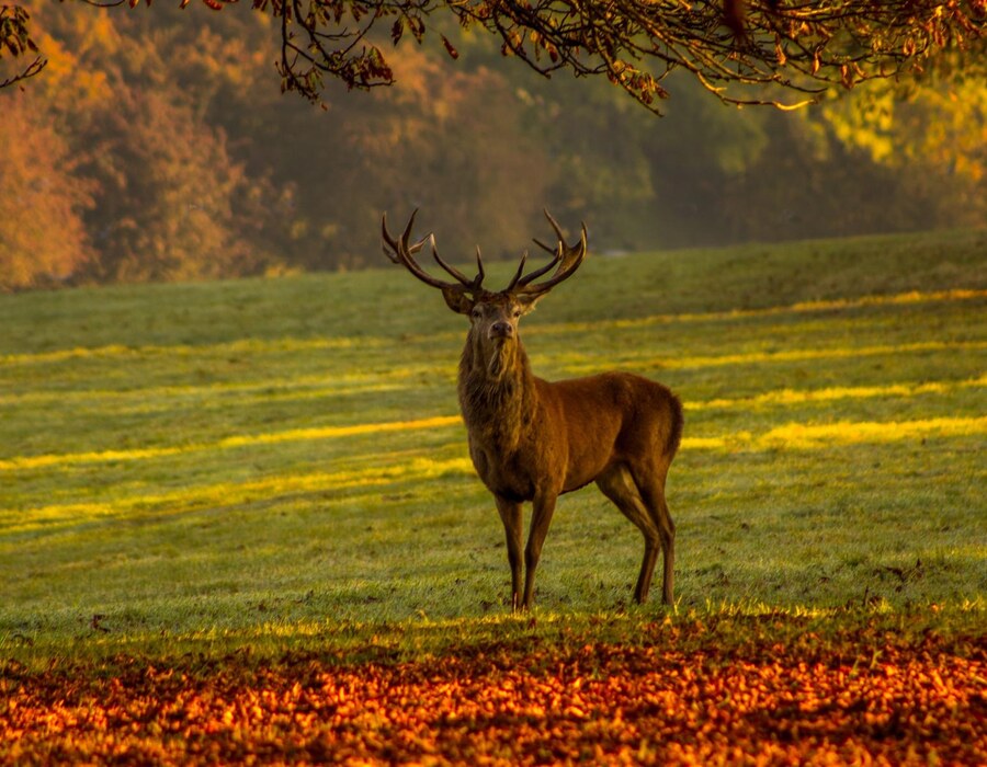 Hirsch steht auf einer herbstlichen Wiese zwischen buntem Laub
